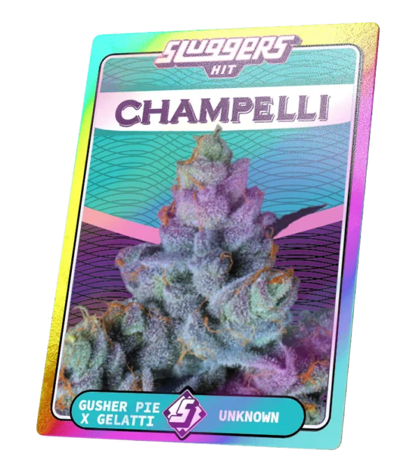 Champelli Cassis - Image 5